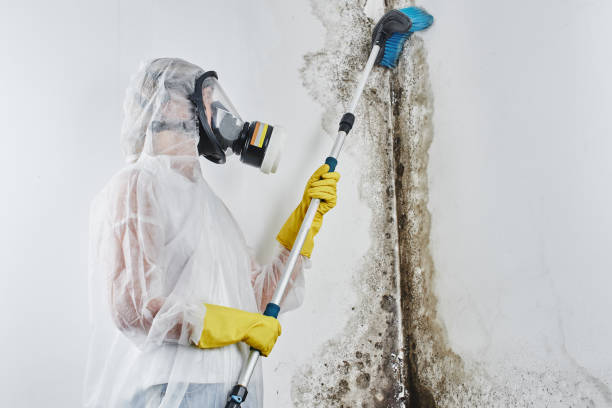 Best Toxic Mold Removal  in Rock Springs, WY