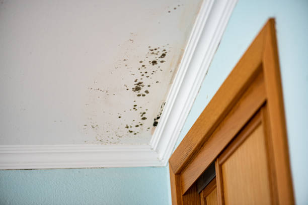 Best Office Mold Removal Services  in Rock Springs, WY