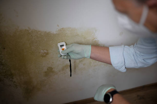 Best Mold Damage Repair  in Rock Springs, WY