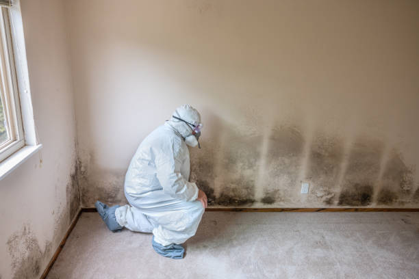 Reliable Rock Springs, WY Mold Removal Solutions