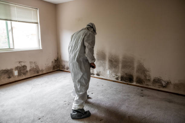 Best Toxic Mold Removal  in Rock Springs, WY