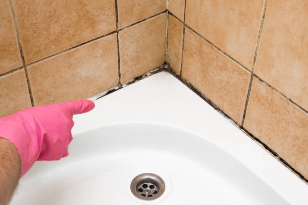 Mold Testing and Removal in Rock Springs, WY